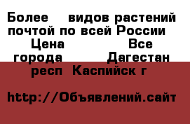 Более200 видов растений почтой по всей России › Цена ­ 100-500 - Все города  »    . Дагестан респ.,Каспийск г.